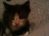 Katzenbabys